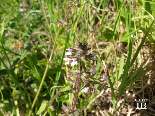 Stachys arvensis